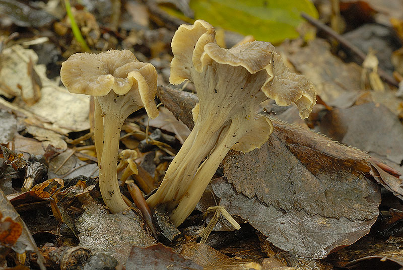 Pseudocraterellus undulatus